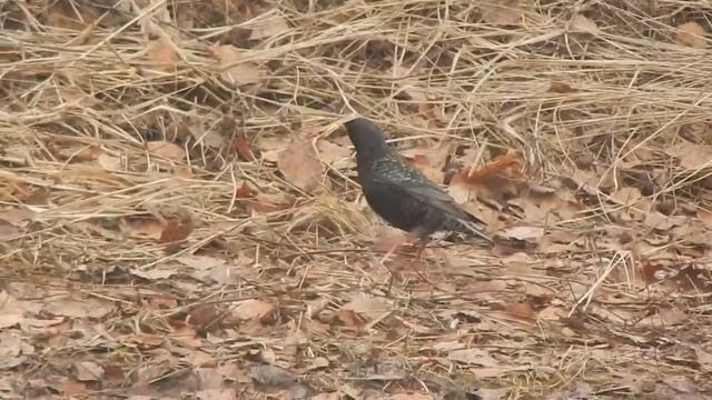 Скворцы прилетели. Описание птицы скворец. Скворечники заселили. смотреть онлайн