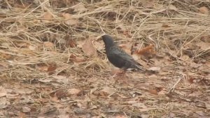 Скворцы прилетели. Описание птицы скворец. Скворечники заселили.