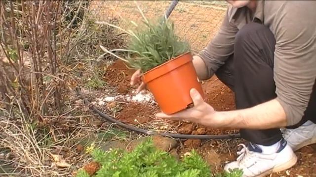 LAVANDA en el Huerto familiar. Aroma y color. смотреть онлайн