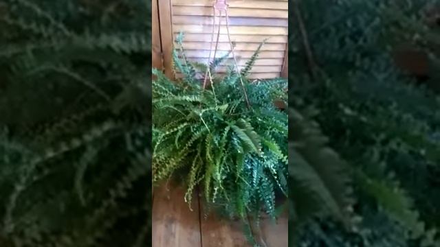 Нефролепис Грин леди ( папоротник) в green-7.ru смотреть онлайн