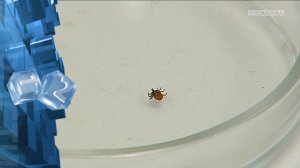 Клещ - один из самых опасных вредителей-насекомых