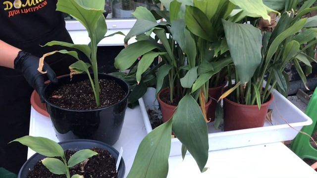 Мушмула, пассифлора фоэтида, куркума смотреть онлайн