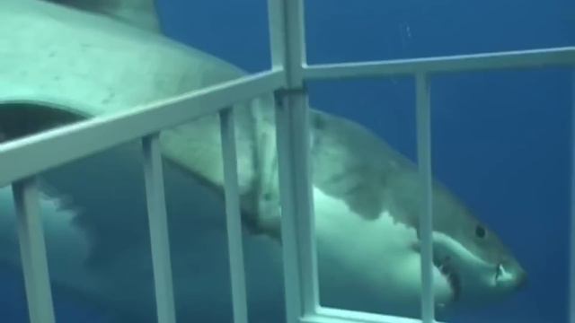 Топ 10 самых опасных животных в мире - Невероятные факты (Чехменок Андрей 