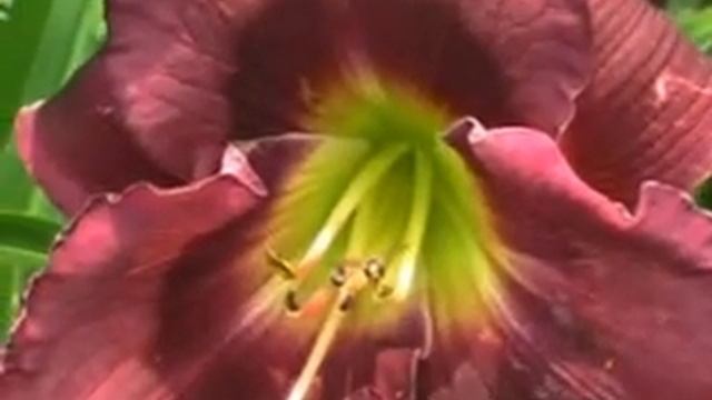 Лилейник daylily MAARTEN VERHAERT смотреть онлайн