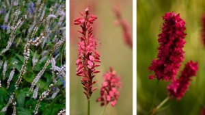 Горец родственный, Горец стеблеобъемлющий и Горец змеиный  в дизайне сада.