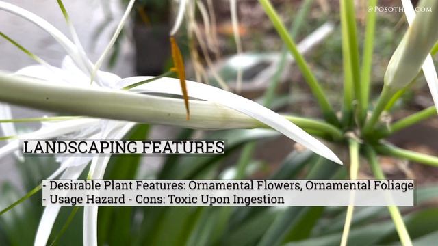 Hymenocallis littoralis╏ Medicinal Plant ╏ Posothea смотреть онлайн
