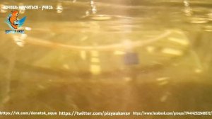 КОРИДОРАС ВЕНЕСУЭЛА БЛЭК Corydoras venezuelanus аквариумная рыбка содержание и уход за ней