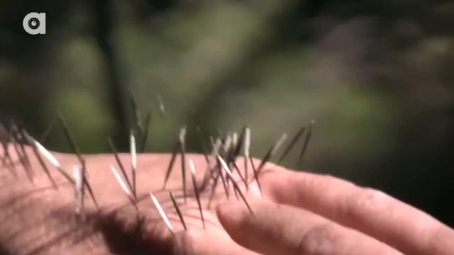 АТАКА ДИКОБРАЗА Иглы дикобраза в руке (Перевёл Darvin Studio) смотреть онлайн