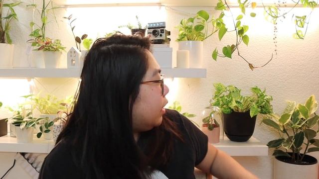 Umbrella Plant (Schfflera arboricola) Variegated Plant Care Tips | The Houseplant Alphabet смотреть онлайн