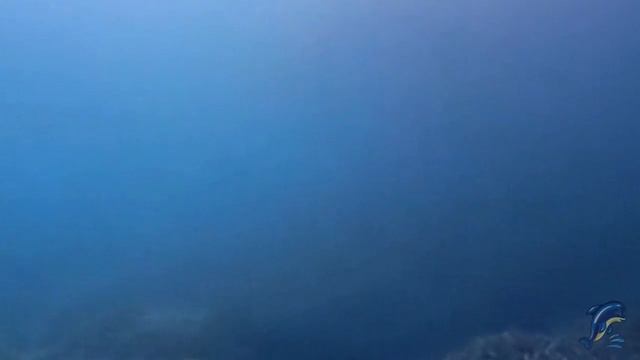 Подводный мир Индийский океан смотреть онлайн