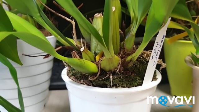 Максиллярия.Maxillaria.Описание и уход. смотреть онлайн