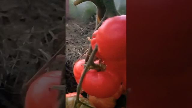 Томат МЕДВЕЖИЙ КОГОТЬ.Коллекционный урожайный сорт.Ярославская обл. смотреть онлайн