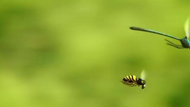 Насекомые. 2-12 смотреть онлайн