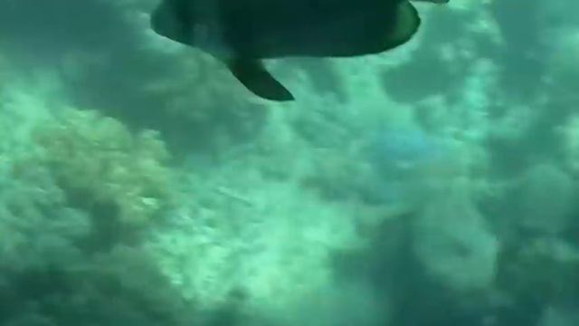 Great Barrier Reef, Australia - Day 5 + 6 смотреть онлайн