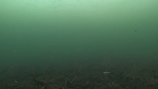 Игра Балансира под Водой! Балансиры Разных производителей! смотреть онлайн