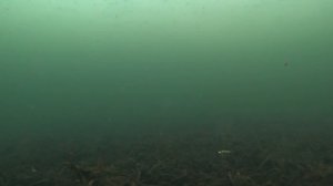 Игра Балансира под Водой! Балансиры Разных производителей!