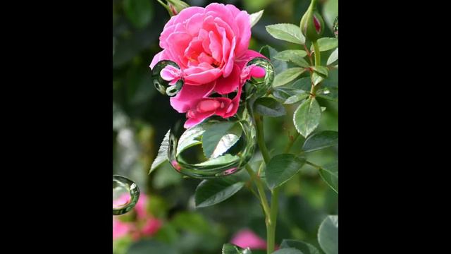 Beautiful Flower Gif | Rose | Gif With Effects смотреть онлайн