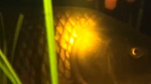 Сазан на нерестилище. Нерест сазана.