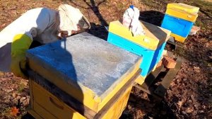 Весенняя обработка пчел от клеща щавелевой кислотой