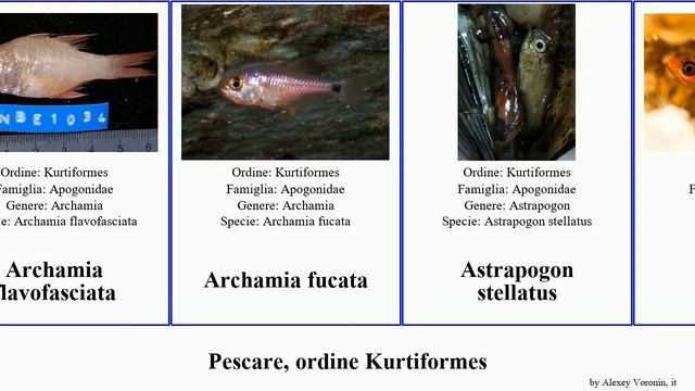 Pescare, ordine Kurtiformes apogon fish fragilis fleurieu variegata ocellatus fasciatus coccineus смотреть онлайн