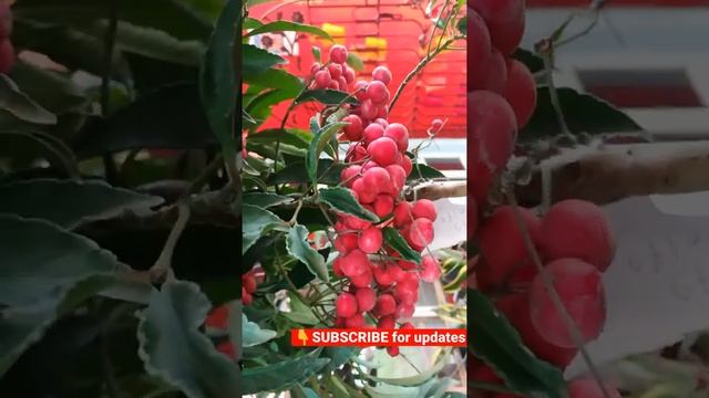 Indoor fruit plant - Ardisia crenata #shorts смотреть онлайн