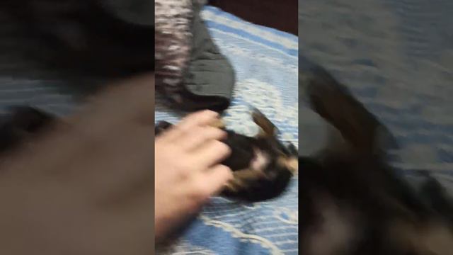 Карликовый пинчер. Звать Дейл.