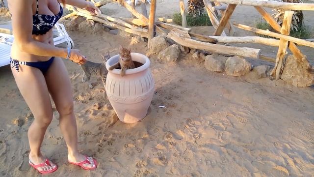 Египетские кошки - фантастические и необьяснимые , как и многое в Египте. смотреть онлайн
