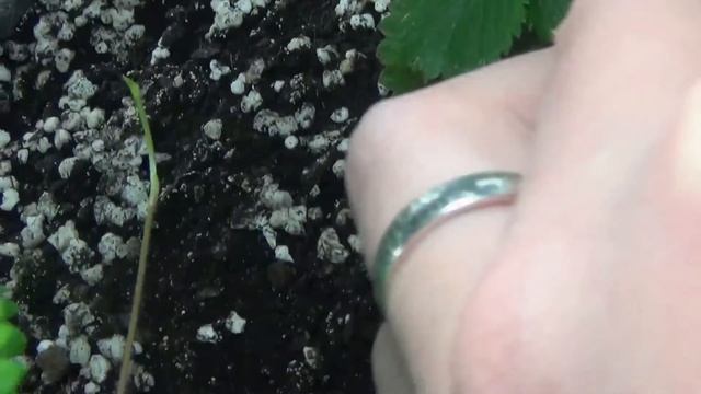 #Гроубокс ( GrowBox ) : Чуточку новостей и почти неделя цветения!))) смотреть онлайн