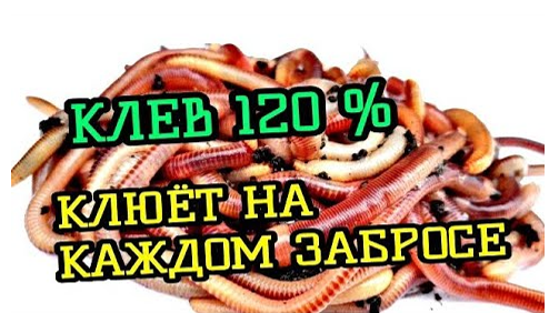 КАК ПРИГОТОВИТЬ ЧЕРВЯ ДЛЯ РЫБАЛКИ. ЧЕРВЬ ЛУЧШАЯ НАСАДКА НА КАРАСЯ, КАРПА ОСЕНЬЮ смотреть онлайн