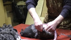 РАЗДЕЛКА  ГЛУХАРЯ ОТ И ДО / КАК РАБОТАЕТ ПУЛЯ МЕЛКАШКИ ПО ПТИЦЕ.