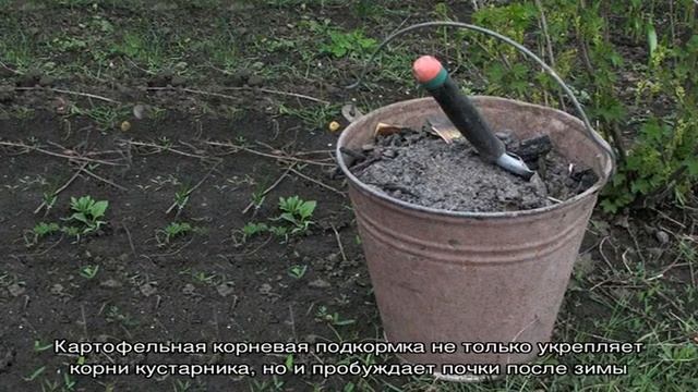 Как правильно подкормить крыжовник весной смотреть онлайн