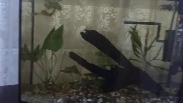 Коряга красит воду. Как быть? смотреть онлайн