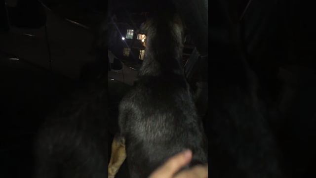 Скучает по хозяину смотреть онлайн