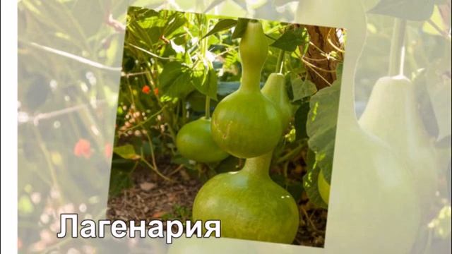 Планируем экзотические грядки смотреть онлайн