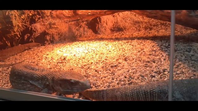 Экзотариум Тула смотреть онлайн