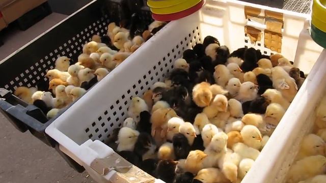 Пушистики на Елецком рынке. смотреть онлайн