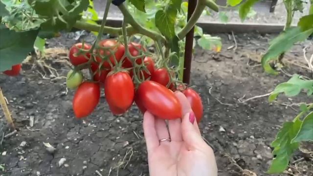 САМЫЕ УРОЖАЙНЫЕ ТОМАТЫ, выращиваю более 10 лет! смотреть онлайн