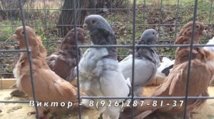 Голуби на продажу: Китайцы, Крестовые монахи, Русские, Немцы