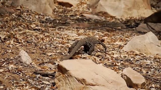 varanus giganteus at Kalbarri National Park Gorge смотреть онлайн
