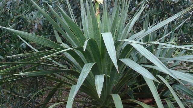 Vlog 269 - Незабываемая работа и отдых в итальянских садах