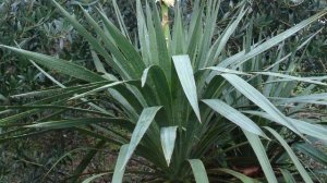 Vlog 269 - Незабываемая работа и отдых в итальянских садах