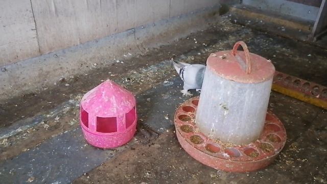 Касаны,агараны,бакинские голуби,ленинаканские голуби!! Ответы на вопросы зрителей канала .#pigeon# смотреть онлайн