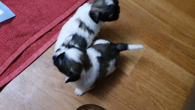 Игривые щенки Ши тцу смотреть онлайн