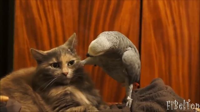 Смешное видео про животных 2015.mp4 смотреть онлайн