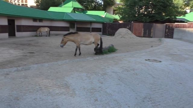 Эти удивительные сурикаты! смотреть онлайн