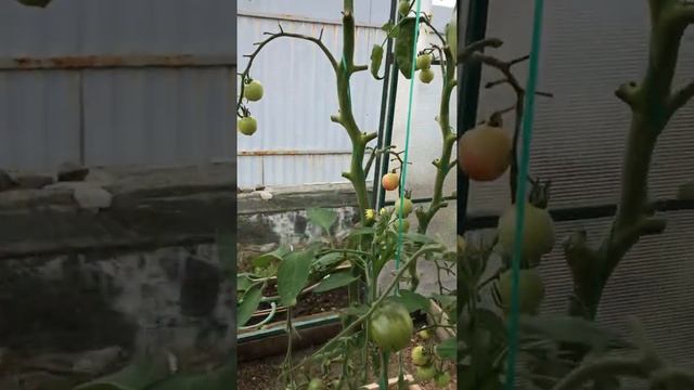 Обзор отличных томатов, очень вкусных для Урала , в теплице !???#теплица#обзорпомидор#обзортеплицы смотреть онлайн