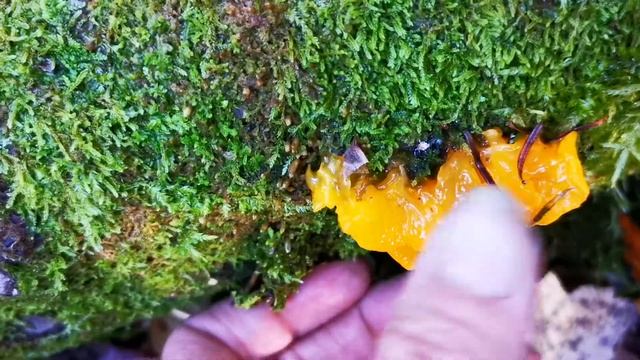 Dacrymyces palmatus or Dacrymyces Chrysospermus Part A смотреть онлайн