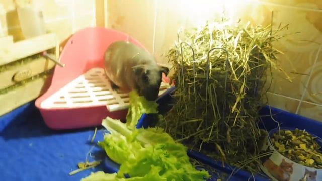 НОВЫЙ СТЕЛЛАЖ ДЛЯ СКИННИ СВИНКИ - МАРГО #СКИННИСВИНКИСТЕЛЛАЖСВОИМИРУКАМИ ( ПИТОМНИК "МАРИ МИСТИК" ) смотреть онлайн