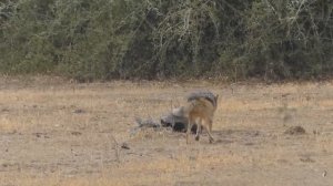 МЕДОЕД ПРОТИВ ЛЬВА, ГИЕН, ЗМЕЙ и других животных. Медоед в деле!