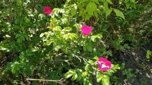 О выращивании шиповника